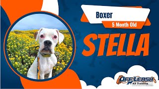 Best Boxer Dog Training | Salinas | Stella