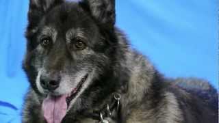 Mexico, the gorgeous rescue from Moosonee, shows off his talents. A...