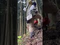 Lumberjack skunk 伐倒