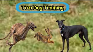 greyhound racing | tazi dog training | dog training tips | racing dog | dogs