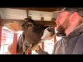 Keeping cows happy one hay bale at a time