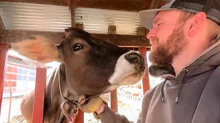 Keeping Cows Happy One Hay Bale at a Time!