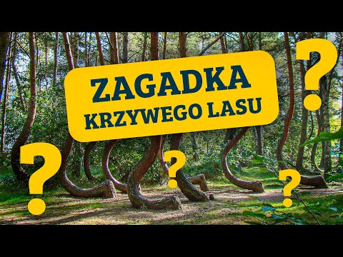 Wideo: Krzywy Las: W Polsce Znajduje Się Tajemniczy Gaj, W Którym Rośnie 400 Dziwnie Zakrzywionych Sosen - - Alternatywny Widok