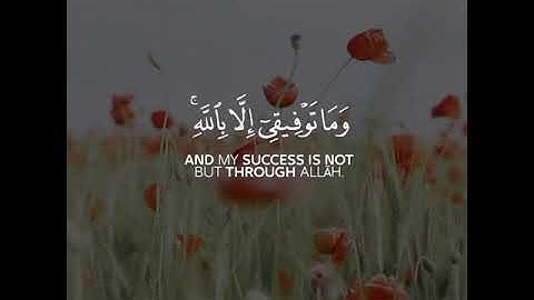 أجمل حالات واتس اب قرآن كريم بصوت مشاري العفاسي | صوت خاشع يريح القلب😴👌🏻