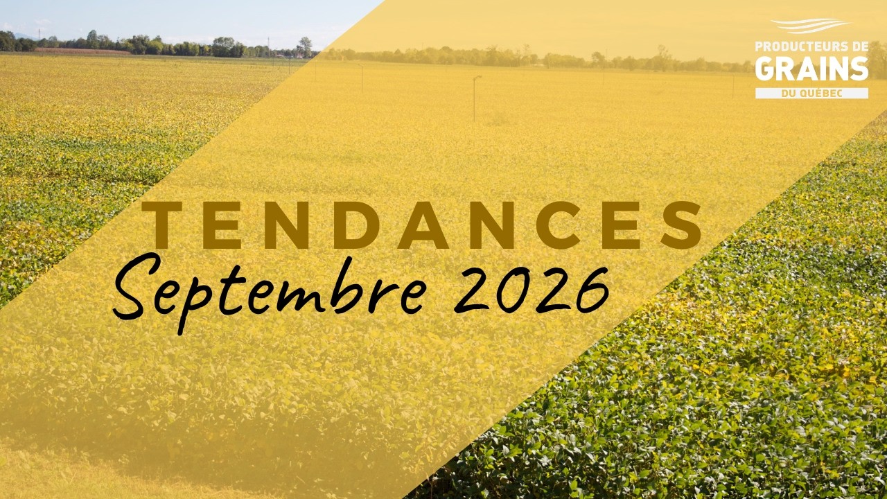 Tendances des prix du marché des grains - Septembre 2026