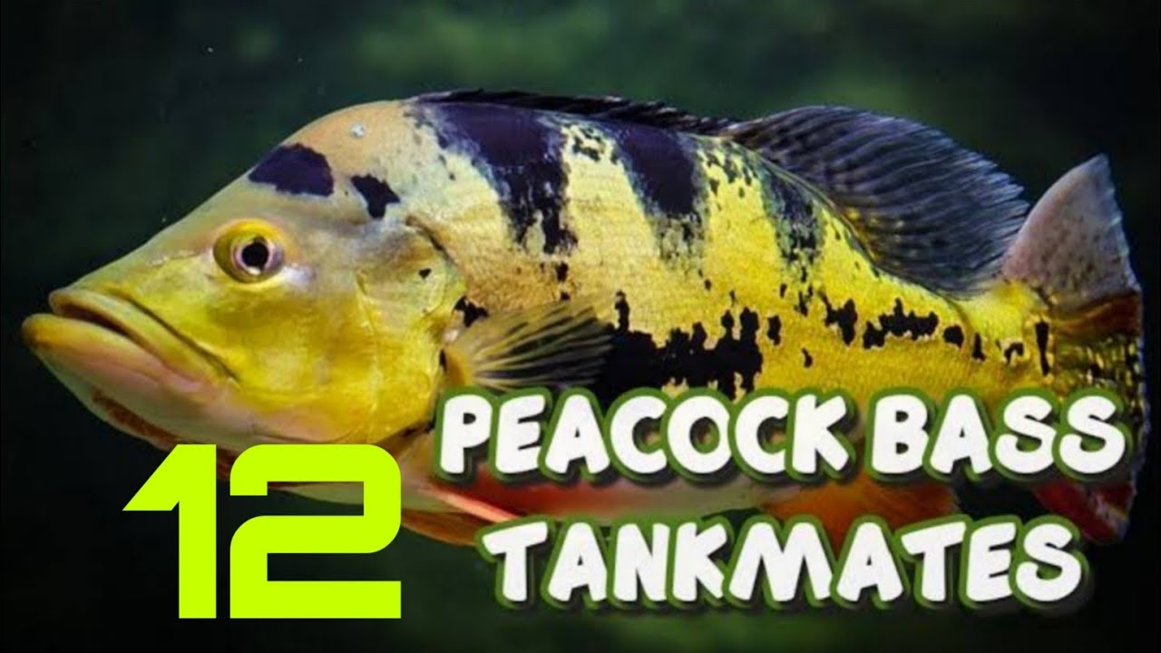 12 most suitable tankmates for peacock bass fish Peacock bass tank mates YouTube
