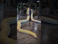 Amazing Animal Transformations 🐱🐍 | Cat, Fish &amp; Snake Evolution #Shorts