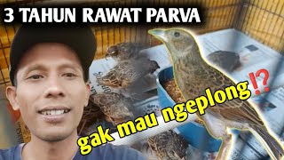 Perawatan Burung Branjangan Parva  Susah Banget  Burung Branjangan Parva
