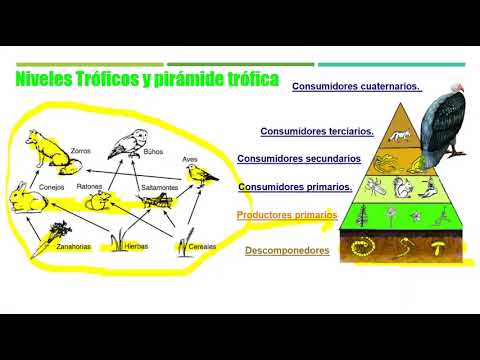 niveles tróficos y piramide trófica - YouTube