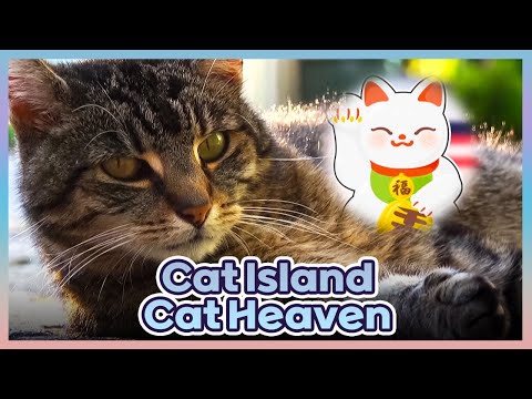The Origins of Maneki Neko🙄 [Animals Are Incredible : EP.18-3] | KBS WORLD TV 250430