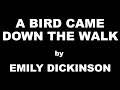 A Bird Came Down the Walk by Emily Dickinson / Summary