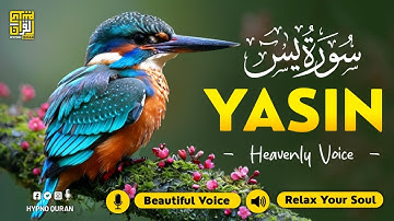 Relaxing Quranic Yasin سورة يس for Better Sleep, Depression, Mental Ease ✦ Quran For Sleep
