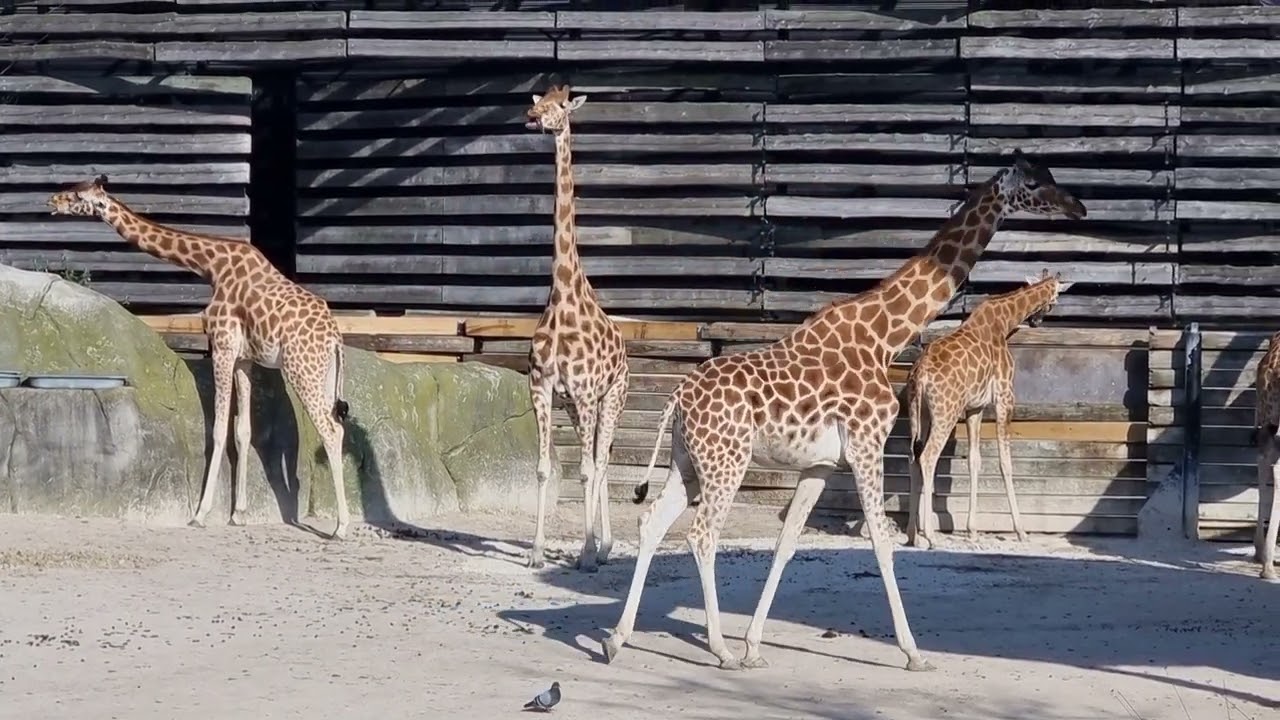 Beautiful Giraffes in Paris Zoo, France