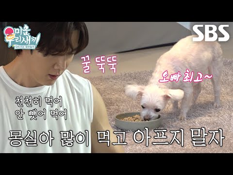 최진혁, <strong>몽실이</strong> 위해 준비한 특식 ‘닭가슴살 함박스테이크’