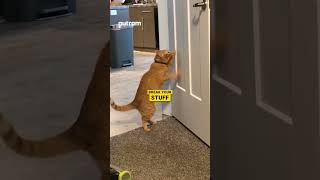 Cat Personalities Explained by Colour 🐱