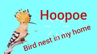 Hoopoe bird life: from  nest to chicks🐦🐦‍⬛ screenshot 2