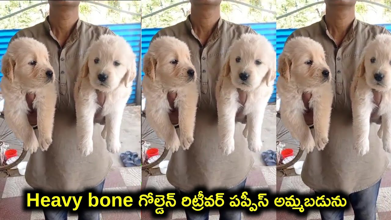 top quality golden retriever puppies for sale in telugu/95023 04199 /aj