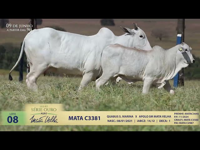 LOTE 08   MATA C3381