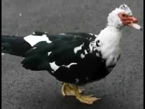 يأهالي البلد في دكر بط تايه كان رايح صباحية عريس 