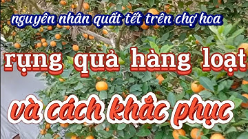 Nguyên nhân quất tết trên chợ hoa rụng quả hàng loạt và cách khắc phục
