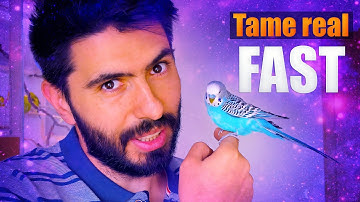 How to Tame a Budgie? (fast)