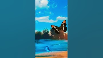 سورة الإخلاص - Quran