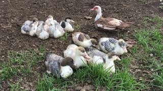 All Muscovy Ducklings left the barn
