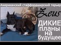 Стаффордширский терьер Зевс. Строим планы на мини отпуск)