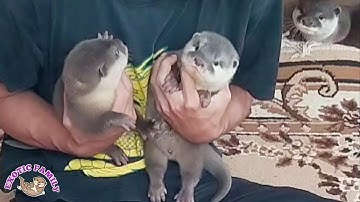 Mengajak bayi berang-berang bermain | baby otter running after mother