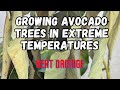 Avocado trees  mexican vs guatemalan or hybrid  this type grows best in our outrageous summer heat