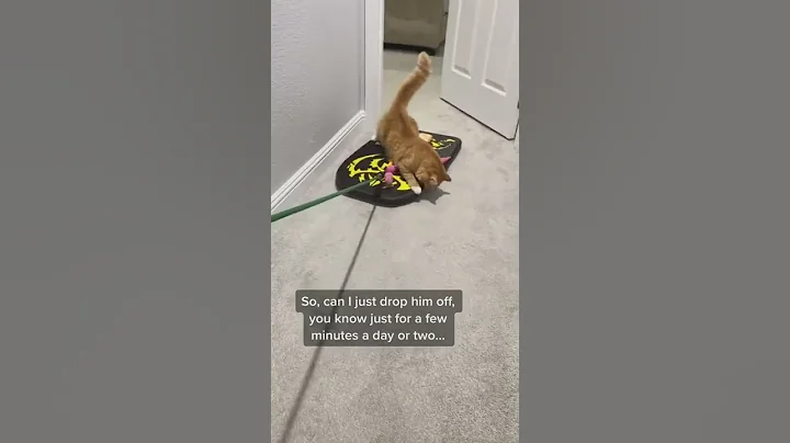 Watch the video about Cute And Funny Cats Videos Compilation | CUTE Cats #Cats 🐱🥰