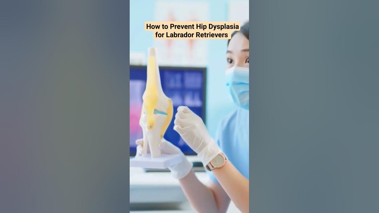 how-to-prevent-hip-dysplasia-for-labrador-retrievers-dog-petcare