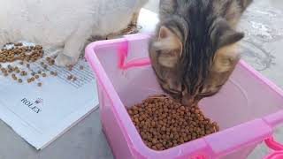 DRY FOOD for Today #straycat by PETSLIFE CHANNEL 73 views 2 months ago 6 minutes, 14 seconds