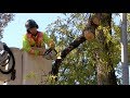 Storm Ravages Winnipeg&#39;s Trees - October 17, 2019 - Winnipeg, Manitoba