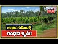 ಅನ್ನದಾತ | Sandalwood Farming: ಮಾವಿನಲ್ಲಿ ಮಿಶ್ರಬೆಳೆಯಾಗಿ ಗಂಧದ ಬೆಳೆ ಮಾಡಿದ ಕೋಲಾರ ಜಿಲ್ಲೆಯ Gopalakrishna