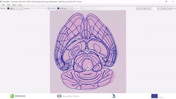 EBRAINS Atlases - QUINT workflow Tutorial