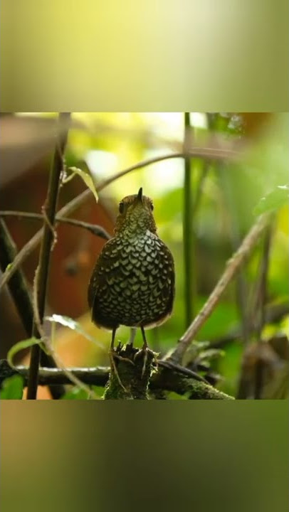 Orang desa akrab dengan suara burung ini, suaranya nyaring tapi burungnya kecil | Berencet kerdil