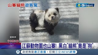 工讀生:飯碗被搶了... 江蘇動物園黑白'貓熊'竟是'狗' 白鬆獅犬染色扮熊貓 '熊貓犬'遊客笑炸 鈑手鸚鵡.3D動物森林 動物山寨創意無極限│【國際局勢】20240504│三立iNEWS