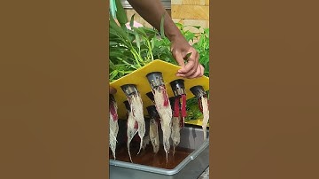 How to grow hydroponic water spinach using container.. #hydroponics #waterspinach #hydroponicgarden