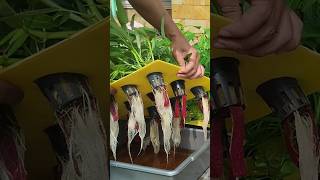 How to grow hydroponic water spinach using container.. #hydroponics #waterspinach #hydroponicgarden