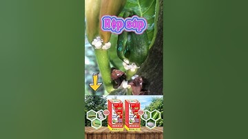 rệp sáp hại sầu riêng, mít và cách phòng trừ#repsap#tpsap#saurieng