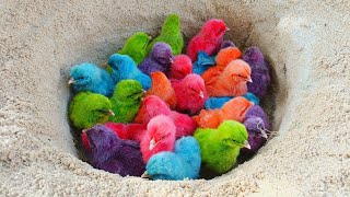 chicken color breeding,jersey giant chicken colors,color of chicken,pink egg laying chickens