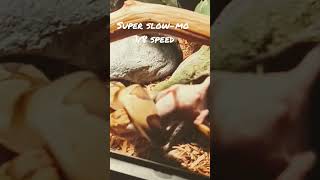 Savage Super Slow-Mo Ball Python Strike #snake #ballpython #feeding #reptiles #slowmotion #savage Profile