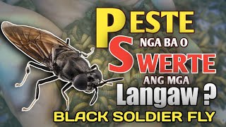 ANG MGA LANGAW NA INAALAGAAN | PESTE NGA BA O SWERTE | BLACK SOLDIER FLY