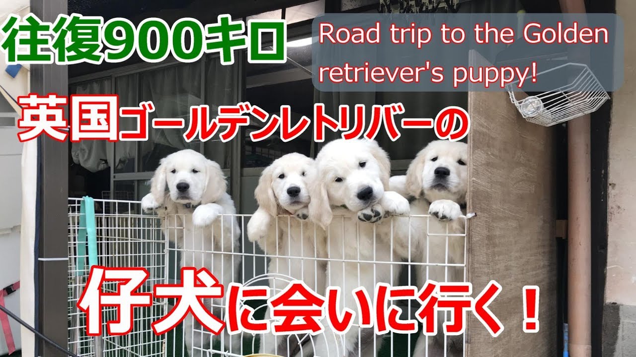 英国ゴールデンレトリバーの仔犬を見に行く旅 Youtube 英国ゴールデンレトリバーの仔犬を見に行く旅 Youtube