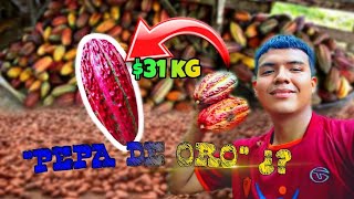 El cacao vale oro en el Perú 🇵🇪 !!! 😱
