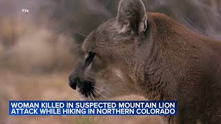 Woman Killed In Suspected Mountain Lion Attack While Hiking In Northern Colorado