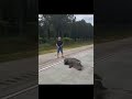 Alligator almost eats truck driver 