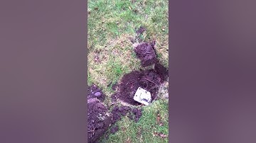 How to trap a Mole with CINCH Traps- Part 2