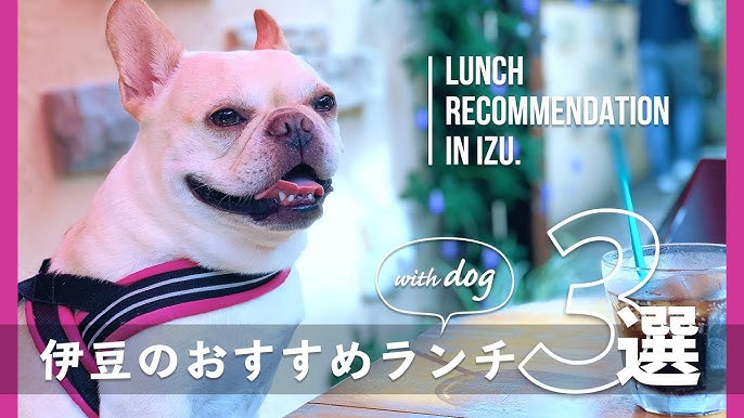 伊豆ペットとお出かけ犬連れ旅行 伊豆高原わんこの森 Youtube